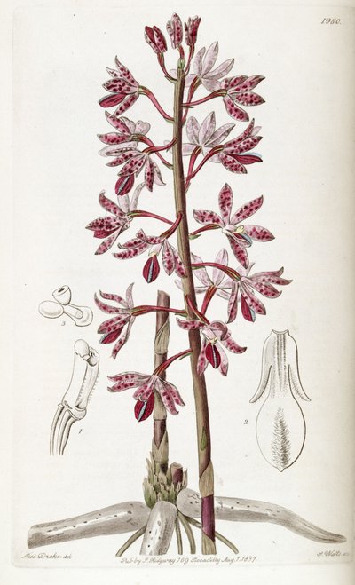 Dipodium punctatum by Miss Drake